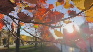 ПАРК ГАЛИЦКОГО КРАСНОДАР 2025 🍁🍂ПРИРОДА ОСЕНЬ НОЯБРЬ +18 СТАРОСТЬ ЗРЕЛОСТЬ ГРУСТЬ ТОСКА ХАНДРА