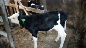 Последствия очередного урагана/ Ставим маленьких телят на цепь