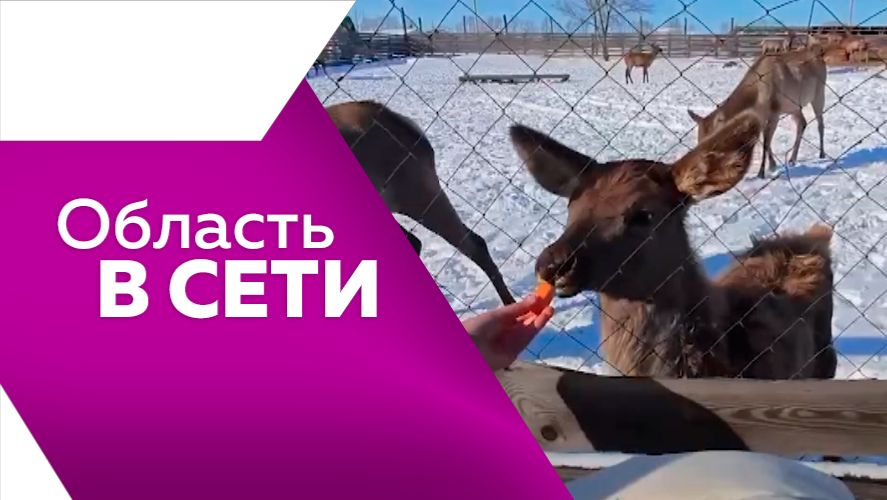 Область в сети № 324