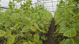 В гостях у Гарника, 10 ноября. Огурец в неотапливаемой теплице, Краснодарский край.