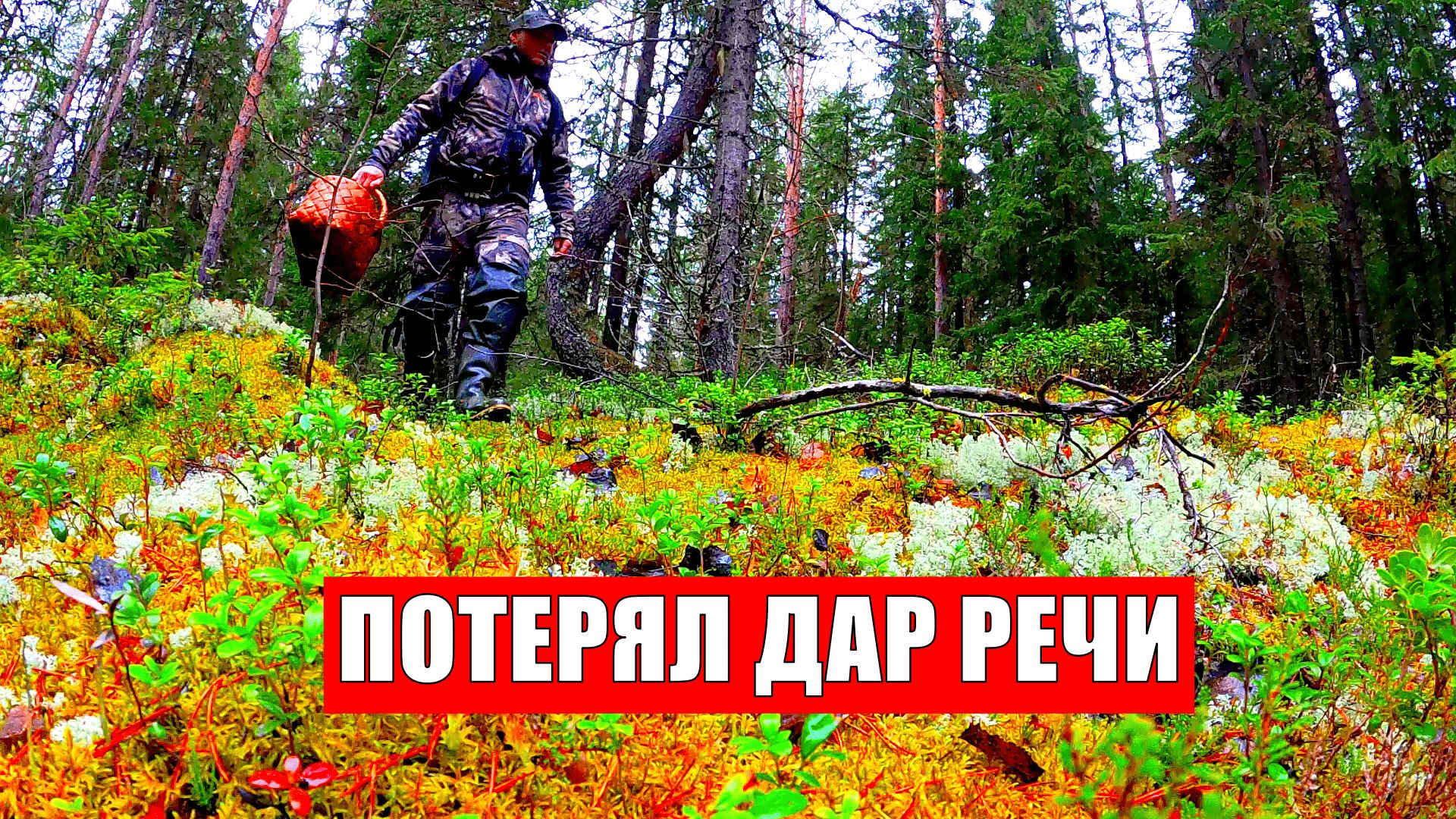 ГРИБНИК ЗАШЕЛ В ЛЕС В НОЯБРЕ И ПОТЕРЯЛ ДАР РЕЧИ! ГРИБЫ ПОВСЮДУ ТАКОГО НЕ ОЖИДАЛ! ОСЕННИЕ ГРИБЫ 2025 смотреть онлайн