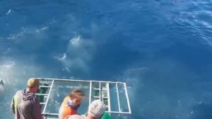 Большая белая акула врывается в клетку к водолазам