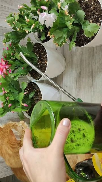 ТАК НЕЛЬЗЯ ДЕЛАТЬ с ДЕКАБРИСТОМ иначе останетесь без БУТОНОВ смотреть онлайн