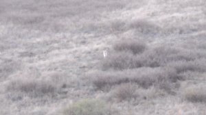 Вечерний матч ! Манок ТОТЕМ дудочка