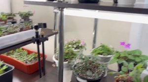 Фиалочные будни. Как сделать заказ фиалок?