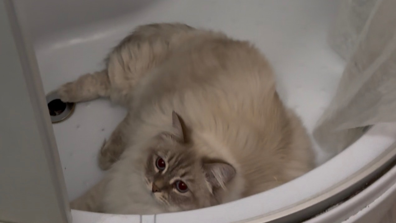 Кот сам моется в ванной 🧽 смотреть онлайн