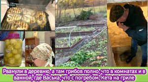 Рванули в деревню. Кета на гриле. Полно грибов. Что в комнатах и в ванной. Что с погребом