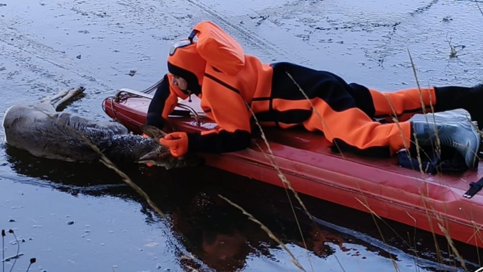 Спасатели спасли косулю в Белорецке смотреть онлайн