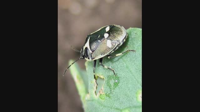 Вредители и болезни капусты