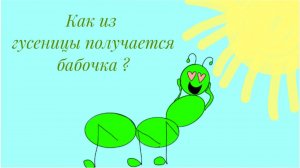 Как из гусеницы получается бабочка ?
