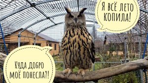 Наводим суету у сов - готовимся к зиме. У совы Кофи будет крутецкая песочница! Жаба Наська ждёт снег