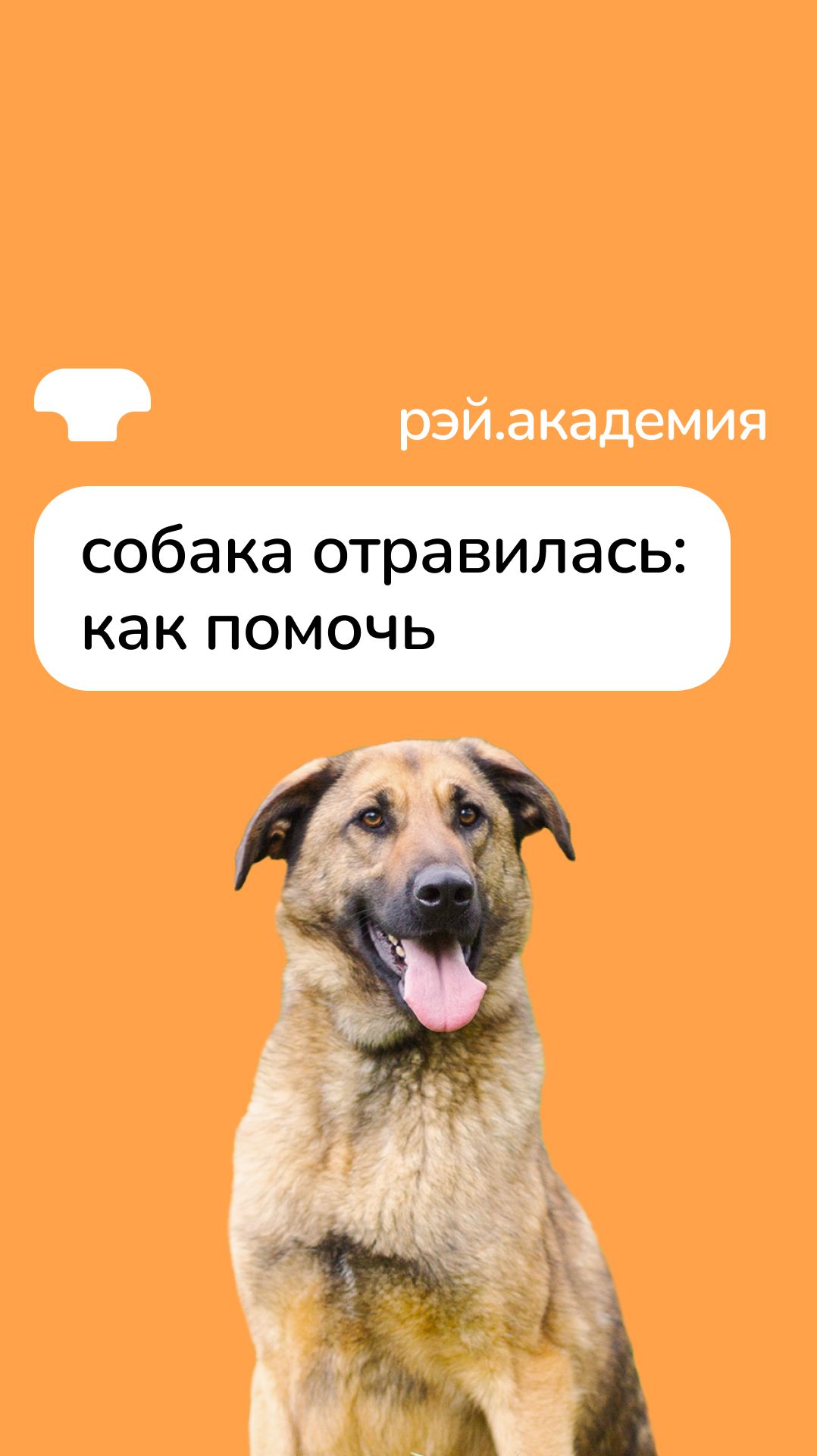 Что делать, если собака съела что-то не то? 👀 смотреть онлайн