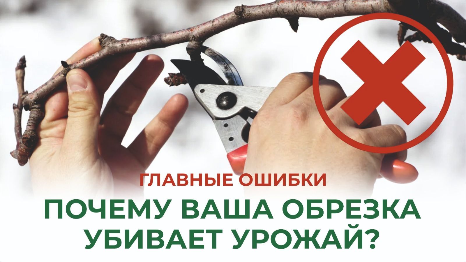 Ошибки, которые совершают садоводы осенью. Спасите сад от гибели! смотреть онлайн