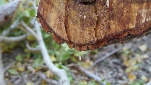 Плачет дерево ( Как прикрыта пышной кроной пустота )