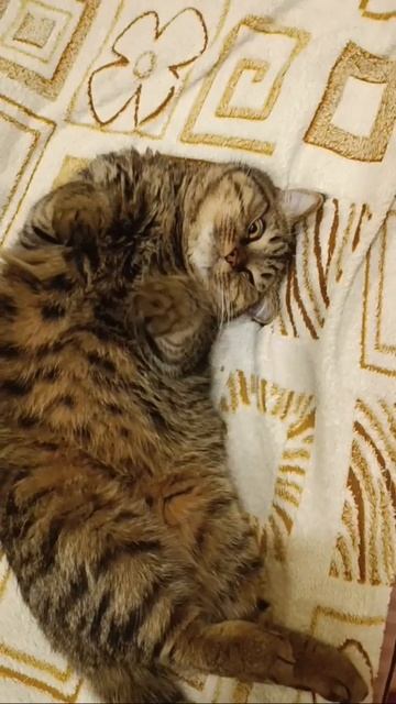 Следующая жизнь котом. Знакомься - Барсик! смотреть онлайн