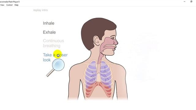 Anatomy Of Breathing