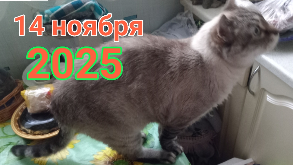 14 ноября 2025. Немного ноябрьской суеты... смотреть онлайн