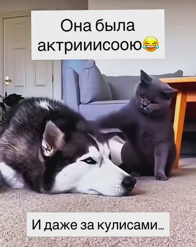 Актриссулька 😄