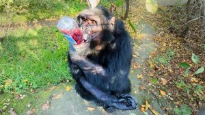 Бутылку ПЯТКОЙ - чтобы сильнее прилетело! Эта семейная парочка веселит весь парк! Семен и Джуди!