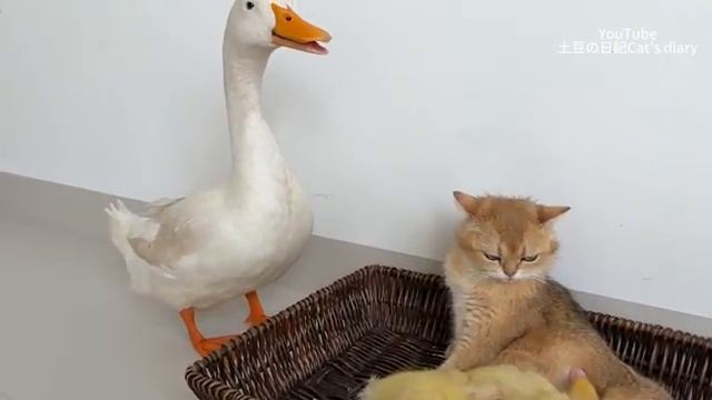 Мама-утка наконец-то отдала утят на воспитание маме-кошке - 2025 год смотреть онлайн