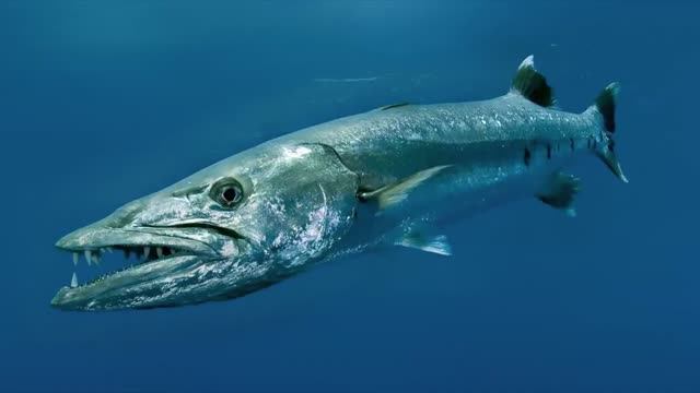 При каких условиях нападает на человека Большая барракуда (Great barracuda) — Sphyraena barracuda ?