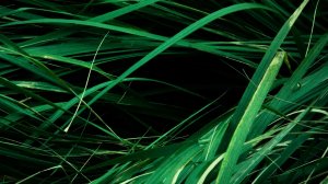 Отчёт Уильяма Беннета (2025), к\ф