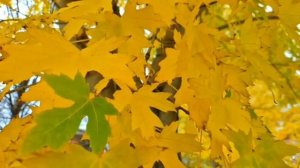 Муж почти уснул, когда к жене пришел сосед...