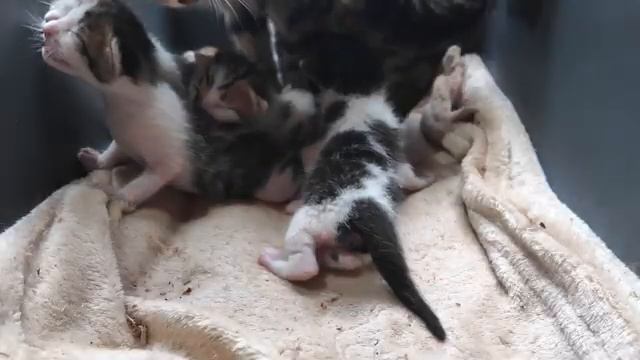 Мама-кошка разговаривает и дарит огромную любовь своим мяукающим новорожденным котятам смотреть онлайн
