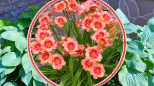 Украшение фасада дома. Южная и северные рабатки.