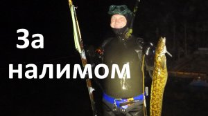 Налим ночной хищник. Подводная охота на налима осенью.