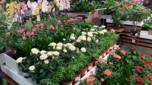 МАГАЗИН ЦВЕТОВ Комнатные растения и Цветы. Новый обзор. Большой ассортимент комнатных цветов.