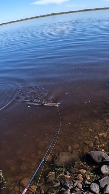 Щука на Сковородку! смотреть онлайн