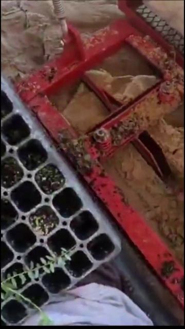 Посадка клюквы в песок