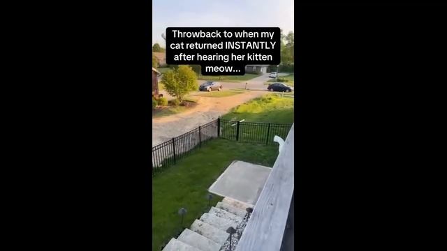 Мама кошка бежит на мяуканье котёнка - 2024 год смотреть онлайн