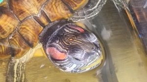 Красноухие черепахи 🐢 день 14-11-2025