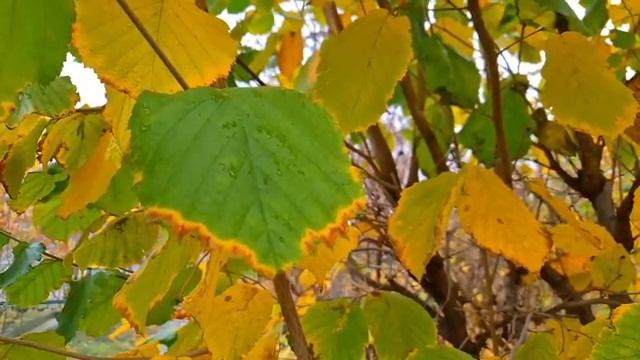 Мать жениха не приняла беременную невесту из деревни.Но год спустя её ждал сюрприз. смотреть онлайн