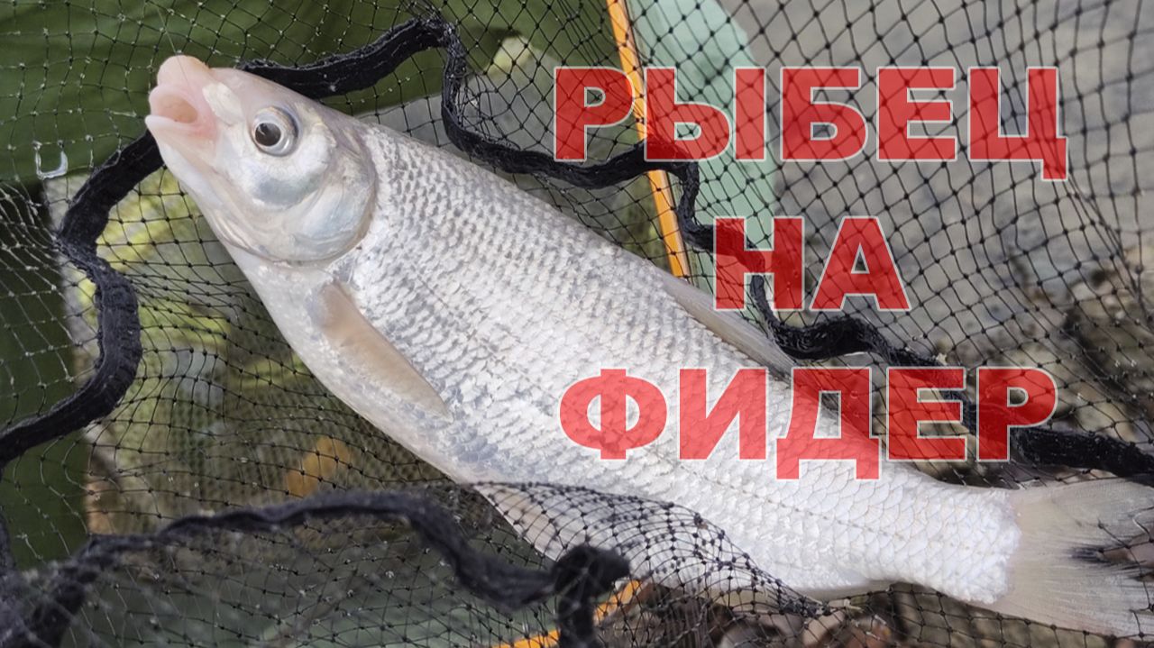 Тяжелый фидер на реке.Осенняя рыбалка на Кубани. смотреть онлайн