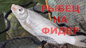 Тяжелый фидер на реке.Осенняя рыбалка на Кубани.