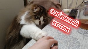 Забавный котик.
