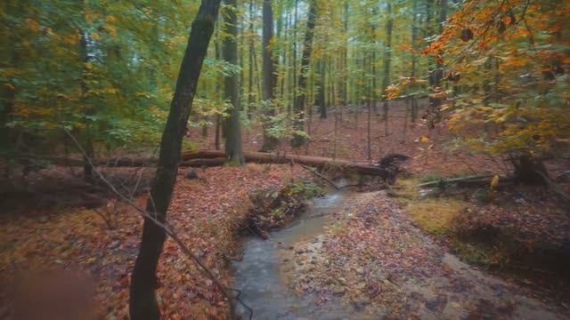 🍁 Расслабляющая прогулка под дождем, осень в штате Джорджия смотреть онлайн