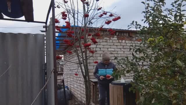 03.11.2025гг. ВАДИМ ЛУК ОПУСТИЛ В ПОГРЕБ. ЗАПЕЧЁННЫЕ ЯБЛОКИ С МЕДОМ смотреть онлайн