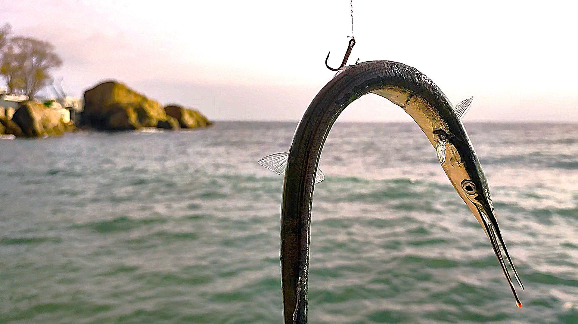 Нашли Саргана. Спонтанная морская рыбалка в АЛупке.  Ловля Селедки на Пилькер в Море с Лодки