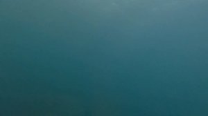 Зубарик / Подводная охота