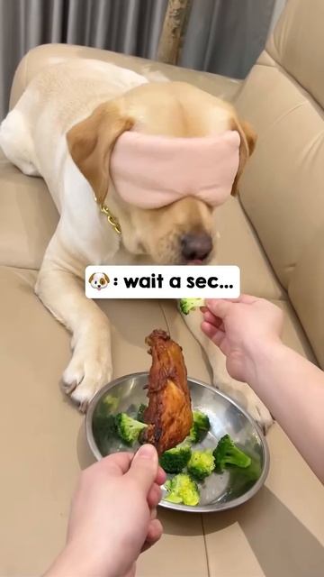 This dog got duped into eating broccoli. Just watch his face… 😂 смотреть онлайн