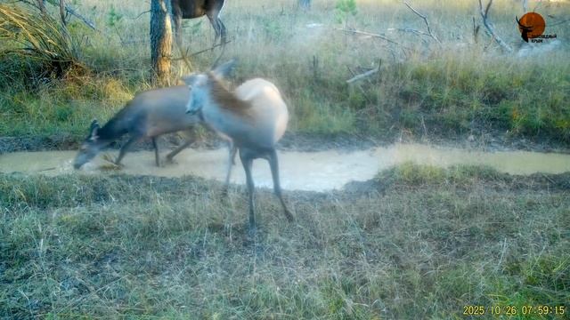 Утро в Ялтинском заповеднике! смотреть онлайн