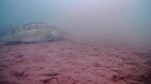 крупные Судаки