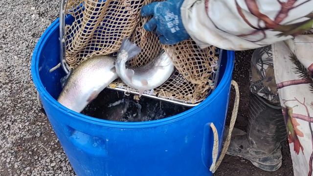 Новая партия Форели 14.11.2025г. смотреть онлайн