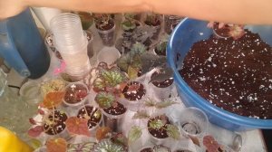 Пересадка бегоний,отделяю деток