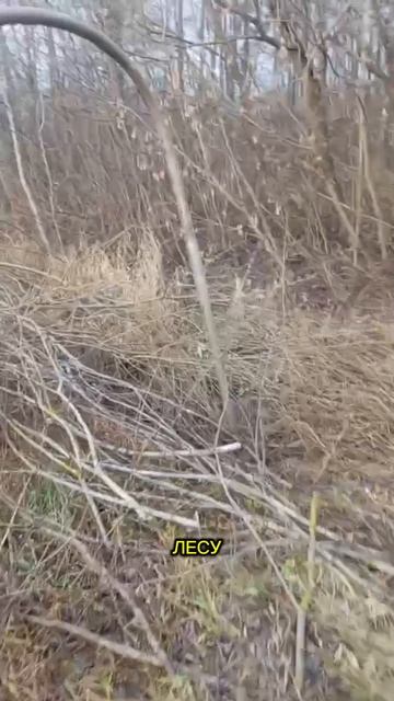 радуга из штанг