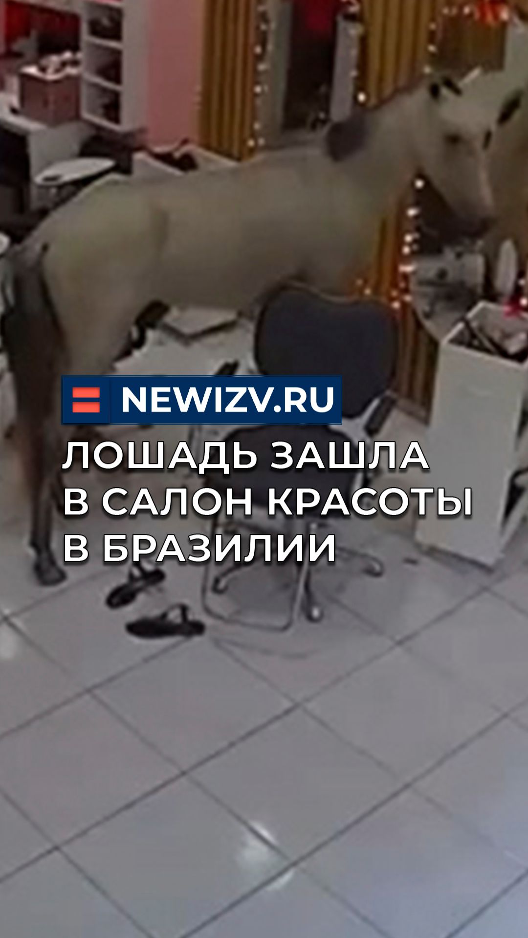 Лошадь зашла в салон красоты в Бразилии смотреть онлайн